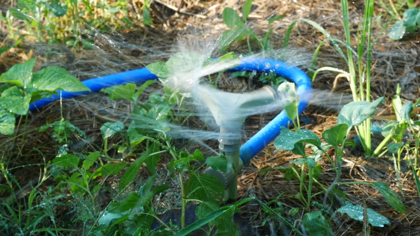 
Automatic lawn sprinkler in the action of watering the vegetable beds. Royalty-Free Stock Footage #1062484615