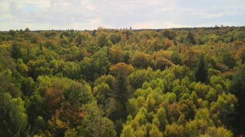 New Forest, Hampshire, England - Drone Aerial Shot over the Forest of New Forest UK Golden & Green Autumn Trees 4k