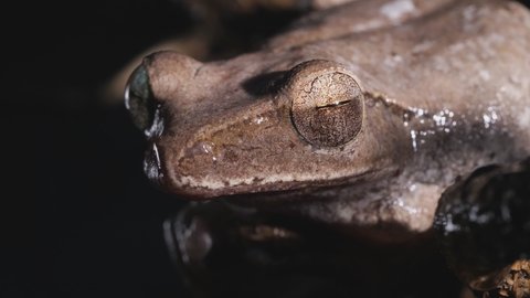 common tree frog from asia (Polypedates leucomystax) is sitting on a branch, close up from head, eye, night shot, 50fps