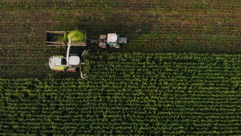 The forage harvester cuts the corn for the cattle. Aerial shot of modern harvester loading off corn on tractor trailers. Concept of: Tractor, Harvest, Drone b-roll footage, Eco.
