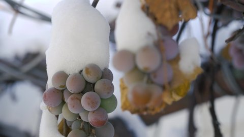 Winter snow cluster of unsealed grapes freezes into a blizzard in the vineyard