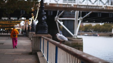 Lateral 4k view of a white European Herring Gull on a metal handrail that moves when the camera gets too close, alongside the illuminated thoroughfare and with the River Thames as Background