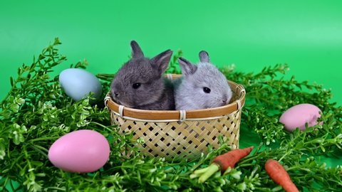 Rabbit on green screen background. Spirit animal and clever pet for Easter