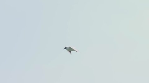 slow-motion shooting seagull flies in the sky