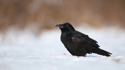 Raven ( Corvus corax ) close up