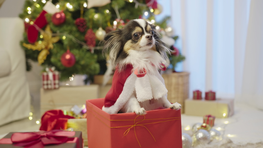 Little puppy chihuahua dog wearing santa claus outfit sitting and standing pop out inside red gift present box in concept christmas festive celebration at home feeling warm welcome.