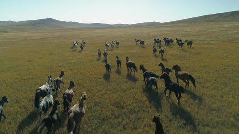 Baikal Territory Buryatia unique wild horses large herd run across steppe field fast gallop. Russia epic nature country rustic landscape, pasture wild animals. Sunny horizon. Aerial slow motion stock