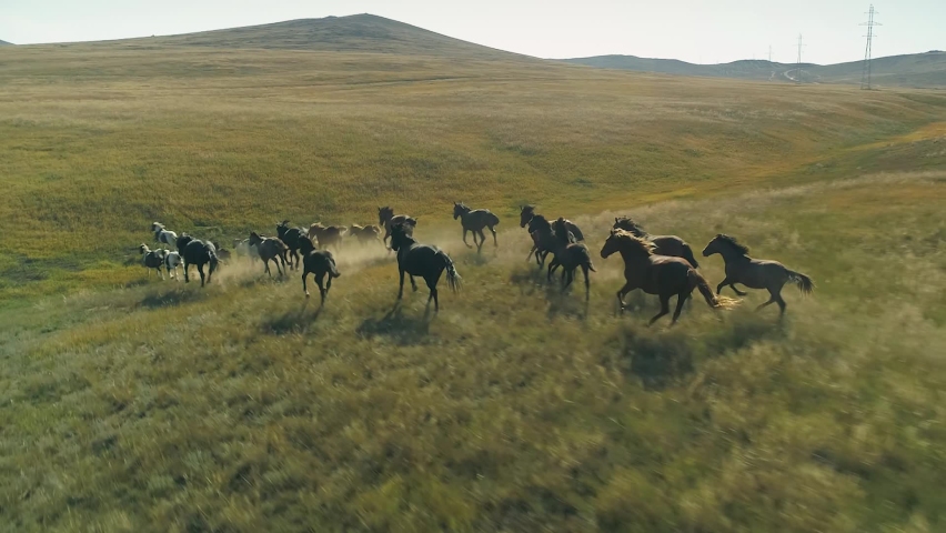 Aerial scenic large herd flock of horses galloping quickly running across field of green hills, dust from under hooves. Cinematic flight follow wild animals. Petegon cattle. Mongolia Siberia Russia 