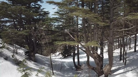 Tannourine, Lebanon - January 2020 : Fly over the Cedars Reserve covered with snow - V3 - 4k