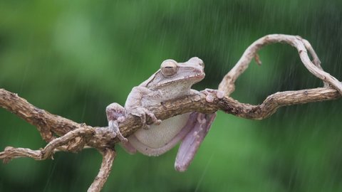 frog in the rain: a common tree frog from asia (Polypedatus leucomystax) is sitting on a branch in the rain, 50fps