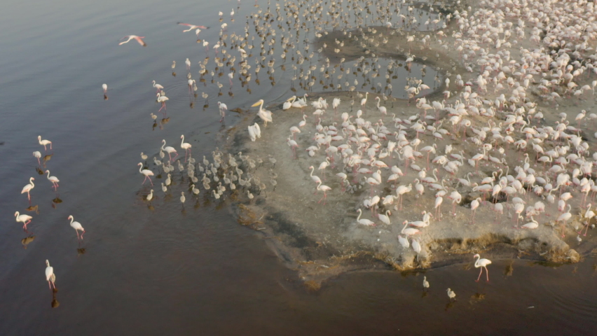 Aerial view of wildlife of Tanzania. Drone flying over pink flamingo birds standing on the shores of Lake Natron.