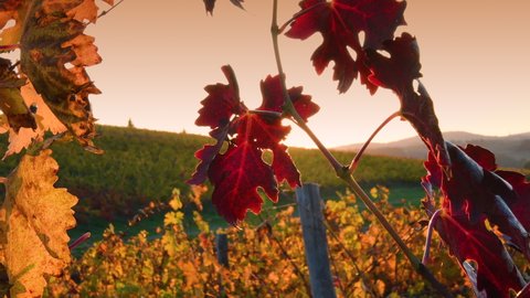 The sun's rays illuminate the colorful leaves of the Chianti vineyards in the autumn season. Chianti Classico area near Florence, Tuscany. Italy.