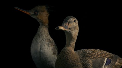Ducks Taxidermy Natural History Moving Shot
