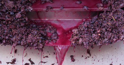 Wine factory, Claret, Pic Saint Loup, Herault department, Occitanie, France. Grapes and juice dropping off a tank after the fermentation