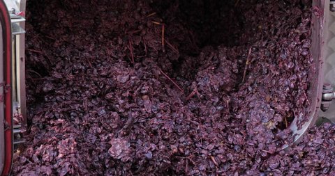 Wine factory, Claret, Pic Saint Loup, Herault department, Occitanie, France. grapes pushed off a tank after the fermentation