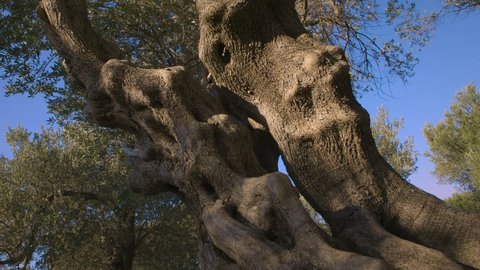 The wild olive tree is full of bumps, dents and bends. The bumps form over hundreds of years of olive growth, like tiny water reservoirs. In this way, these trees survive for over two thousand years!