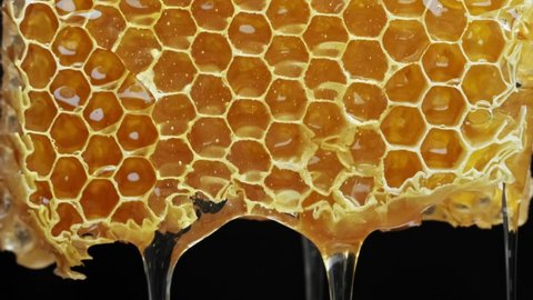 Bee honeycomb wax with honey. Honey dripping from honey comb.