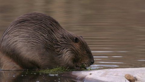 American Beaver Eating in Autumn at Dusk on Plant Vegetation Green Food Sitting On Log in Water