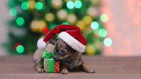 Funny tiny toy terrier puppy wearing a red santa hat with pompon lying with gift box on festive Christmas background.