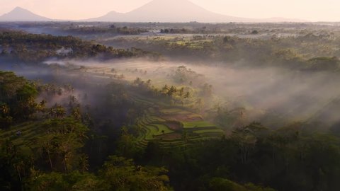 Dreamy rice terraces on tropical Bali island during first sunlight with mist