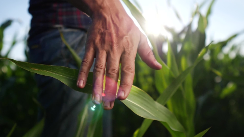 agriculture corn. environmental protection. man farmer a hand touches pouring corn plants low on black soil. farmer hand checks the crop in agriculture. planet protect eco agriculture concept Royalty-Free Stock Footage #1062527779