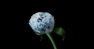 Beautiful blue Peony background. Blooming peony flower open, time lapse 4K UHD video timelapse