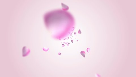Pink sakura Falling Petals Loop Background 3D Green Screen.