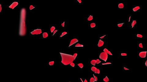 Random Rose petals against white loop background Green Screen. Great for Presentation, forms, ad, Valentine s day,Wedding, Birthday, Celebration, Carnival, Party or Holiday, Anniversary, Women day.