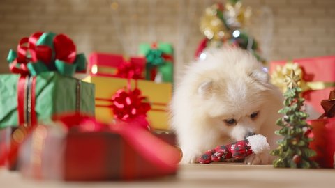 happiness Dog breed white color pomeranian chews decorative christmas objects laydown with gifts present boxes and Christmas tree in the room, Happy Christmas festive background