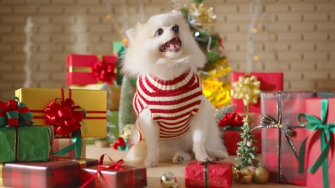 happiness and cheerful Dog breed white color pomeranian with gifts present boxes and Christmas tree in the room, Happy Christmas festive background