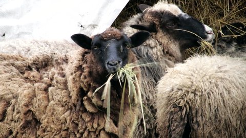 Fluffy brown sheep chew dry hay from a stack. Farm animals feed on natural food. Tohumans with sheep