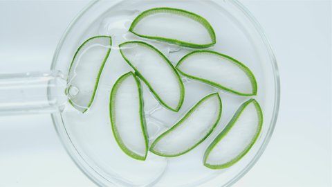 Aloe vera. Close-up of sliced aloe vera slices in petri dishes. A thick, transparent extract flows through the aloe. Production of anti-aging cosmetics based on aloe plants.