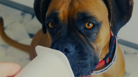 Super Cute Boxer Dog eating vegan yogurt