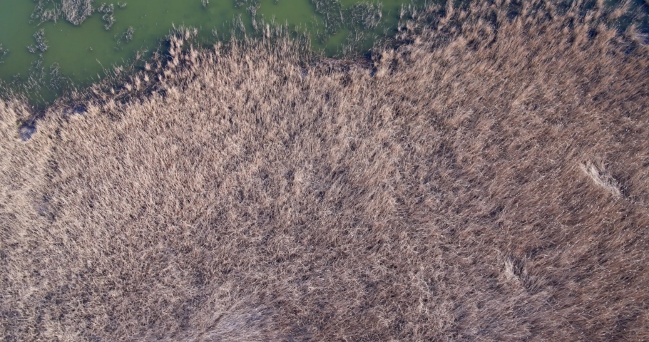Aerial view of the reeds on Vransko Lake Nature Park in Croatia