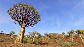 Panning landscape view of quiver trees (Aloe dichotoma), Northern Cape, South Africa