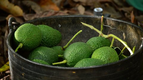 Avocados just harvested in a basket