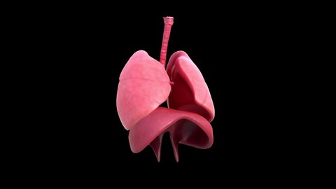 3D Human Respiratory System Bronchi