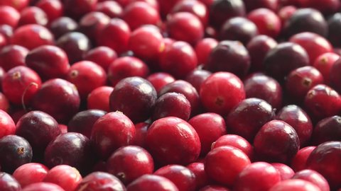 Closeup of red fresh cranberries rotating. 