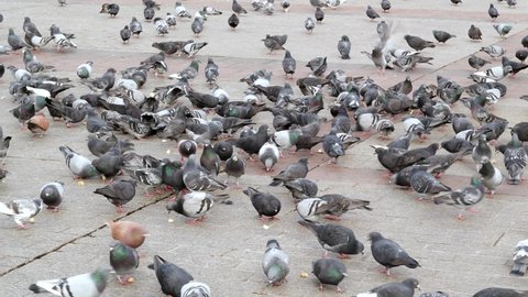 Lots of grey city pigeons, feral doves eating bread crumbs. Biker, cyclist coming through on his bike. Large number of common town birds feeding on breadcrumbs on the ground, closeup