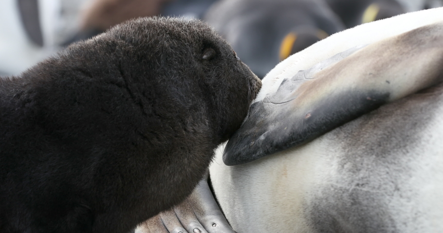 Southern elephant seal (Mirounga leonina) puppy