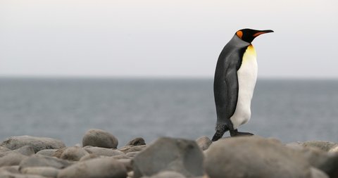 King penguin (Aptenodytes patagonicus) standing on