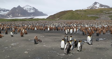 Flock of King penguins (Aptenodytes patagonicus)