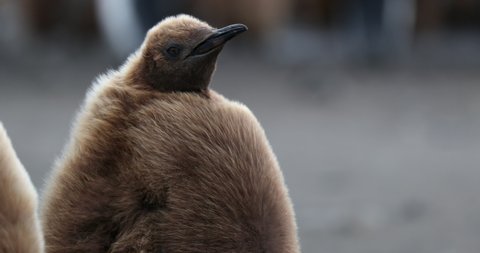Young King penguin (Aptenodytes patagonicus)
