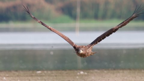 White-tailed Sea Eagle flying over a lake in slow motion. 