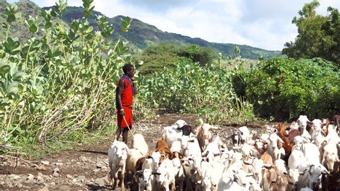 ENGARE SERO, TANZANIA - JANUARY 2020: Maasai Shepherd Boy Herding a flock of goats in Green Lush Bush