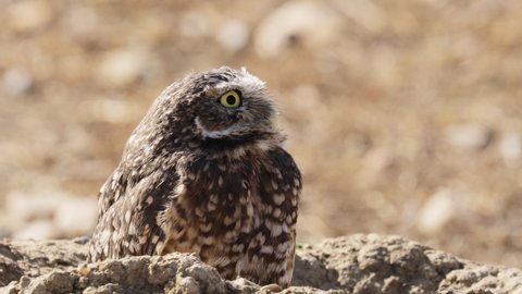 Cute Burrowing Owl looking out from his borrow