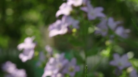  Blurred background of Campanula lactiflora ,bellflower Prichards variety, a Large, lush inflorescence of garden Bluebell on a Sunny summer day