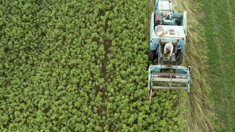 Hemp farmer harvesting cannabis on field with combine. Aerial view.
