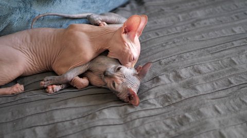 Sphynx Stock Video Footage 4k And Hd Video Clips Shutterstock