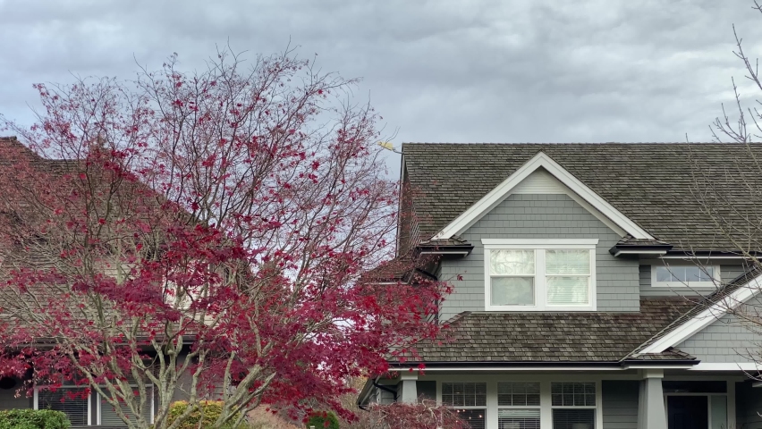 Establishing shot. Top of grey shingle luxury house with shingle roof, red and grey trees and nice windows in Vancouver, Canada, North America. Day time on September 2020. Still camera view. H.264.